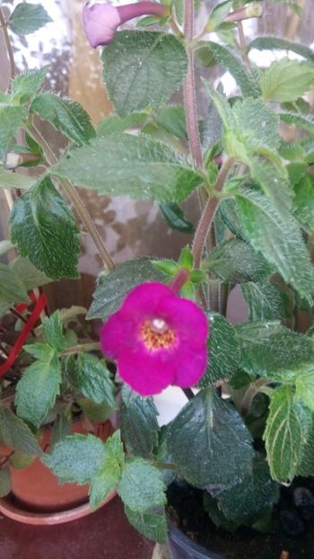  - Claret-pierdut
