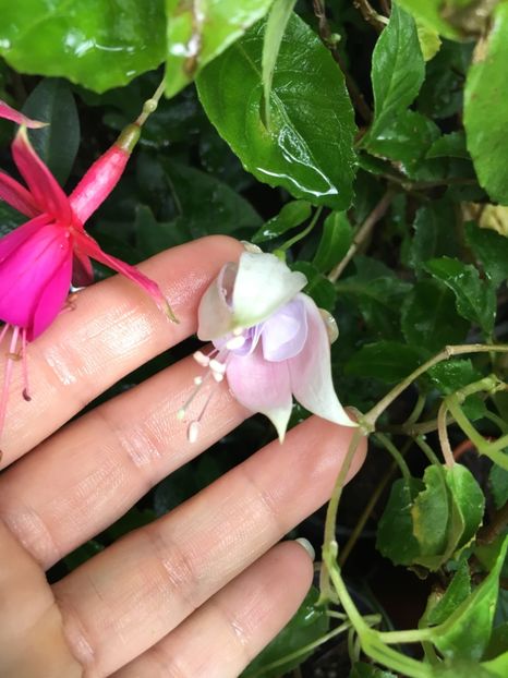 71100252-2B0C-452F-B8AB-049CF7C65C1D - Fucsii 2018