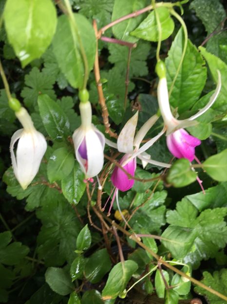 0C4248DE-6171-4579-951D-0091554C6A6A - Fucsii 2018