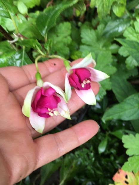 CB5A4265-B14A-4F9D-9BBB-215C7C86F091 - Fucsii 2018