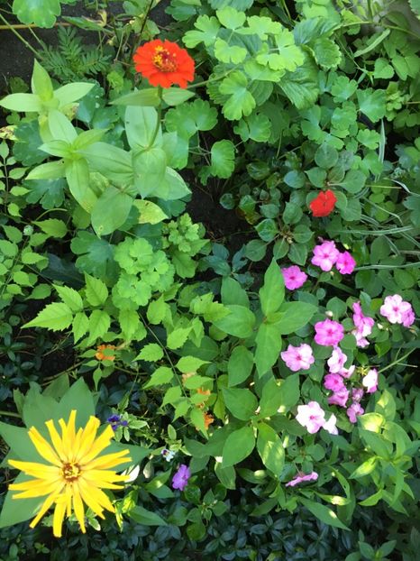 7491C2FC-CD10-40C8-9B8F-A8DFE0DC0981 - Fucsii 2018