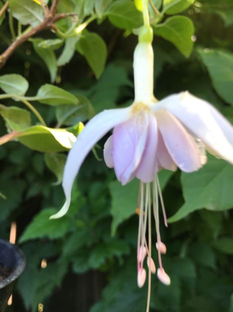 Holly’s Beauty - Fucsii 2018