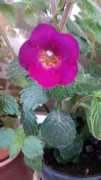  - Claret-pierdut