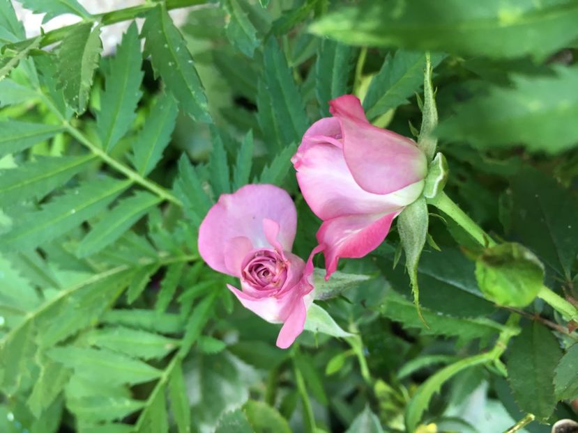 2740D7C8-F230-4CA6-A867-3DD14EC99491 - Trandafiri mini