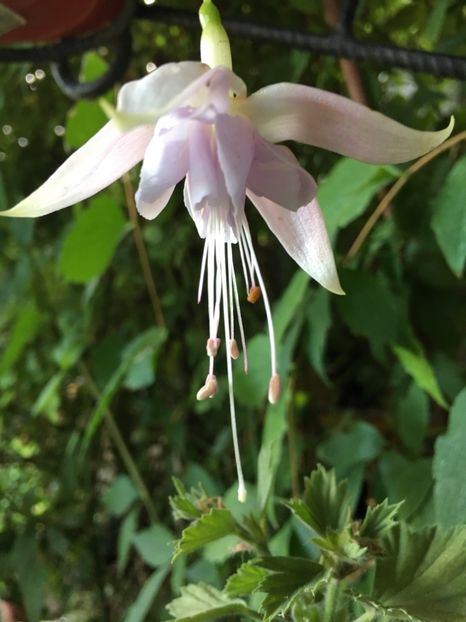holly - Fucsii 2018