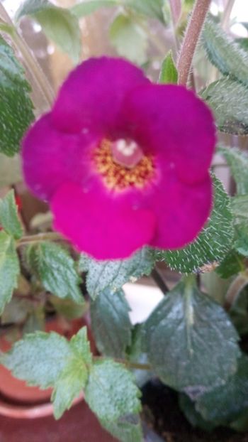  - Claret-pierdut