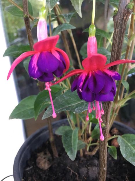 6D459A76-F356-4077-B5AA-2A23C944DBED - Fucsii 2018