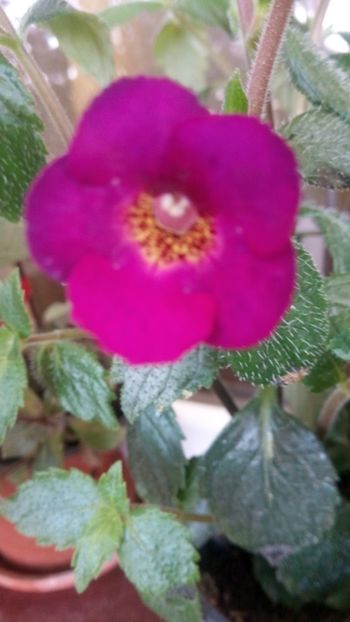  - Claret-pierdut