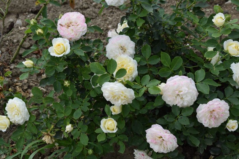  - TRANDAFIRI VARA 2018 II