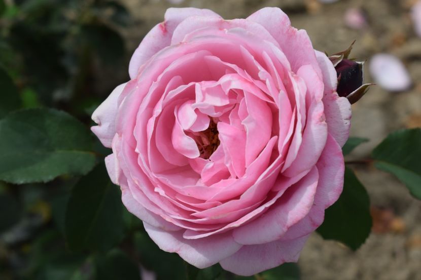  - TRANDAFIRI VARA 2018 II