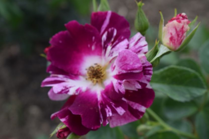  - TRANDAFIRI VARA 2018 II