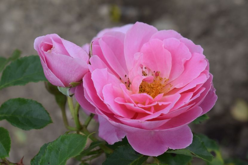  - TRANDAFIRI VARA 2018 II