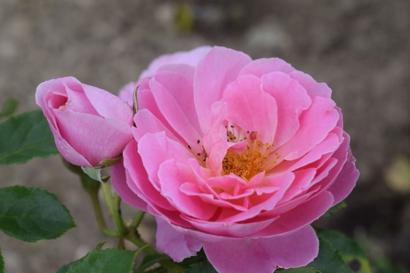  - TRANDAFIRI VARA 2018 II