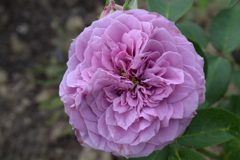  - TRANDAFIRI VARA 2018 II