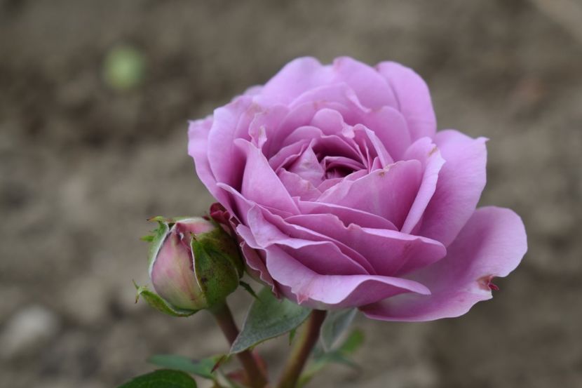  - TRANDAFIRI VARA 2018 II