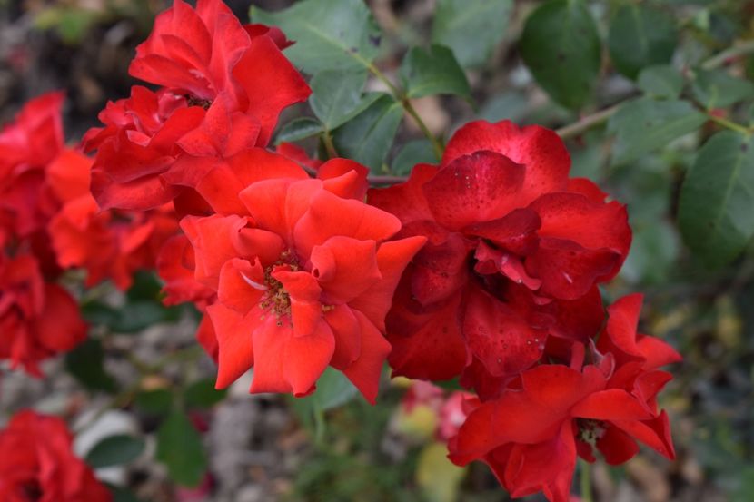  - TRANDAFIRI VARA 2018 II