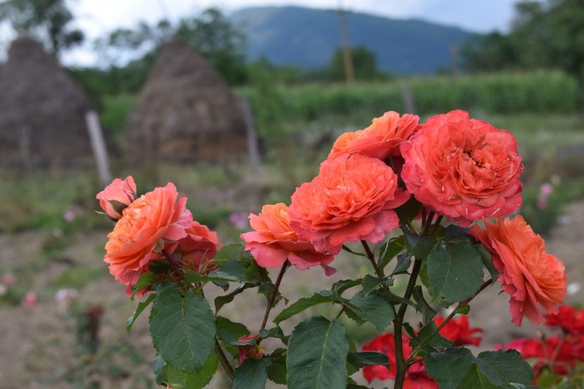  - TRANDAFIRI VARA 2018 II