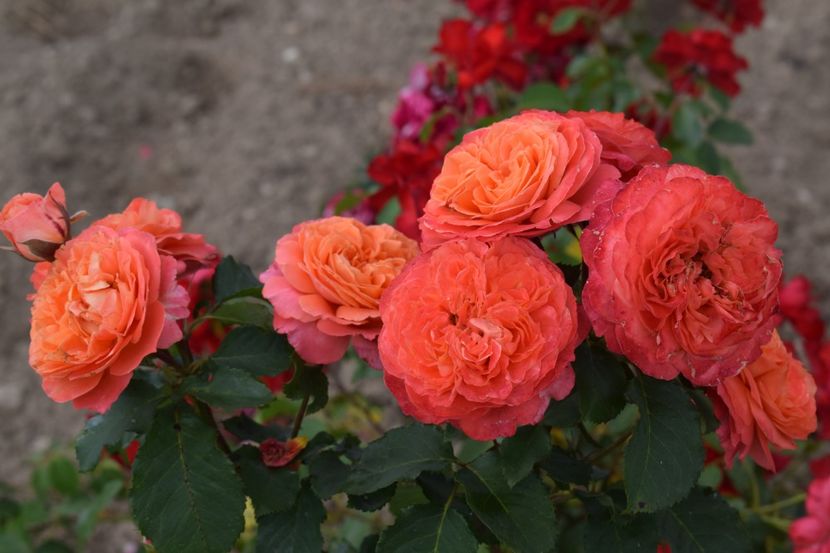  - TRANDAFIRI VARA 2018 II