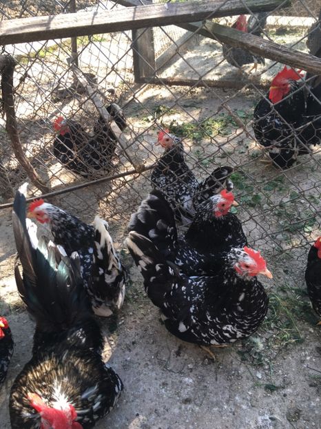 BD780227-7308-44CE-8839-2A20B5103548 - Chabo Bobat de vânzare 2018