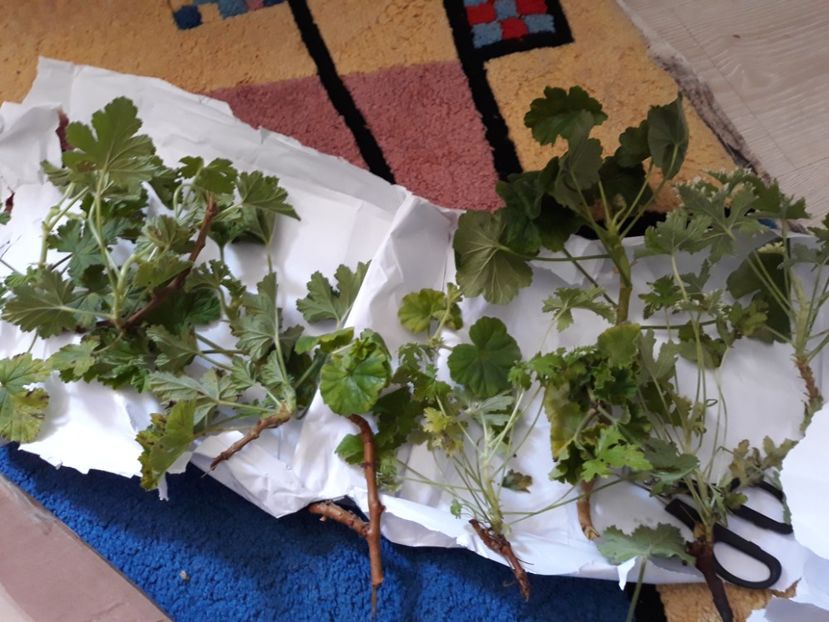  - Multumesc doamna Opris