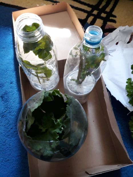  - Multumesc doamna Opris