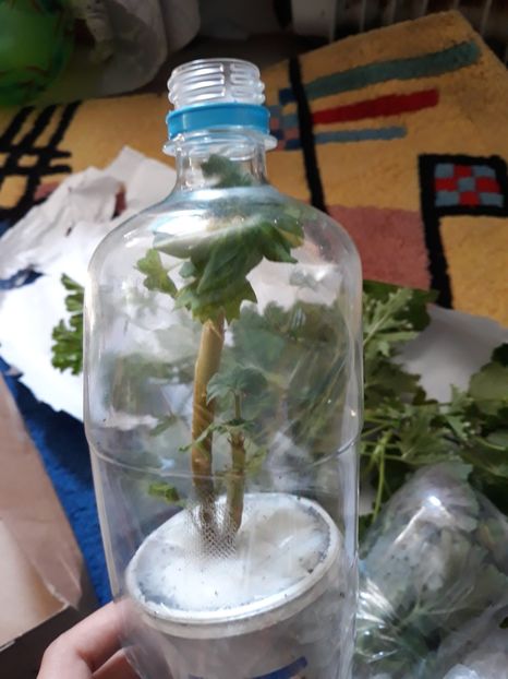  - Multumesc doamna Opris