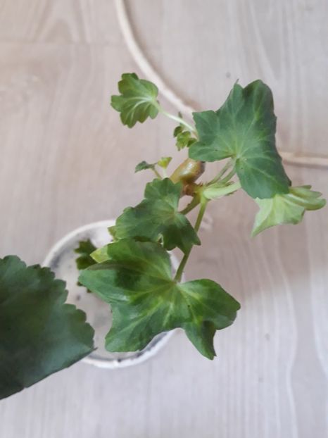  - Multumesc doamna Opris