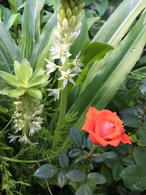 3A7F0E6D-9E0B-40D3-B0AE-421FFD5D877B - Trandafiri mini