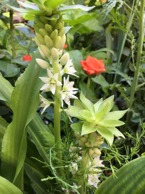 52E78C40-76B1-47DB-B381-B4B45C09A5A5 - Trandafiri mini