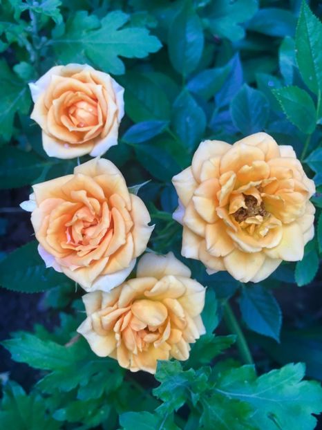 45BD4B54-8F98-40F3-9A17-EFADC626B116 - Trandafiri mini