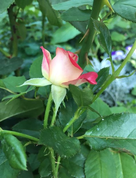 05343D46-6DA8-443F-9F74-A9B45DF6800F - Trandafiri mini