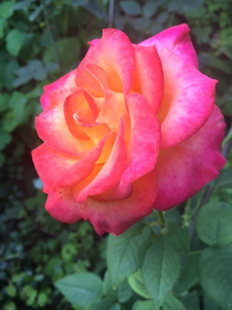 386520B8-3BA9-43AD-8926-1199D2E36B6B - Trandafiri 2018 ll