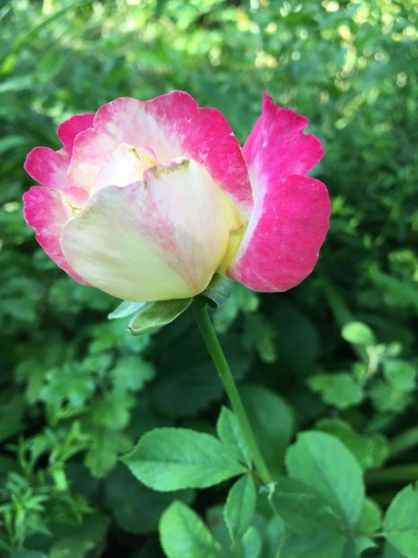 F998F74A-0E38-4FBB-87D2-3FEF5577CD0A - Trandafiri 2018 ll