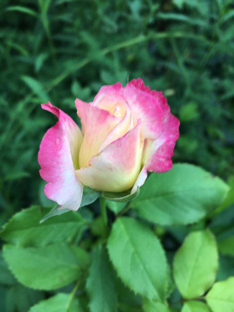 B165FDFD-3DB0-476E-94E4-A7498179ED4D - Trandafiri 2018 ll