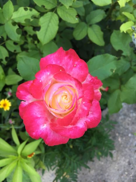 254C7361-A74E-4621-9D3D-E3FE737BA1E8 - Trandafiri 2018 ll