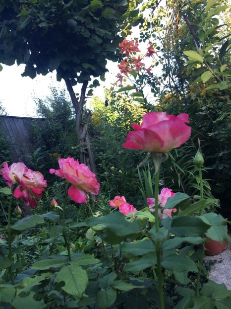 F93E7B61-AC84-4F3B-9C18-388D295CD689 - Trandafiri 2018 ll