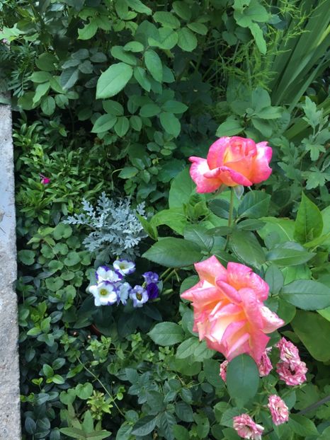 0A034473-21E6-48FB-97AE-21790FDB278F - Trandafiri 2018 ll