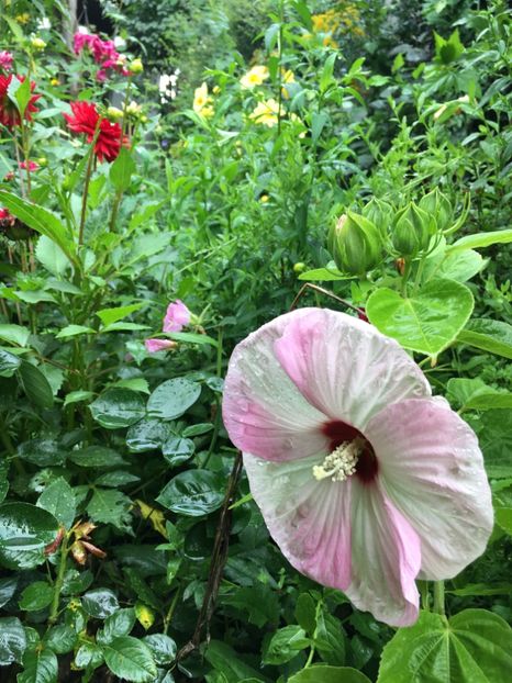 BAB8C177-EF39-4389-9534-9FBACB7EC4E2 - Hibiscus moscheutus