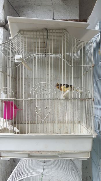  - 000-CANARI
