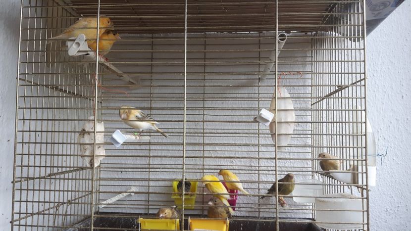  - 000-CANARI