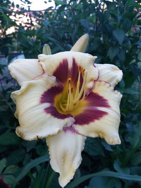  - 0Flori de interior si exterior 2018