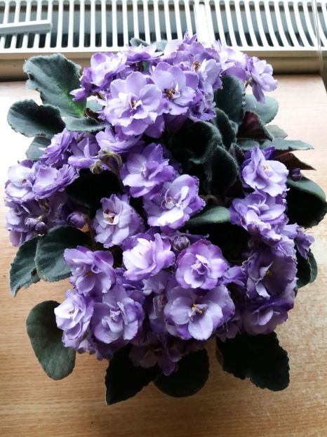  - 0Flori de interior si exterior 2018