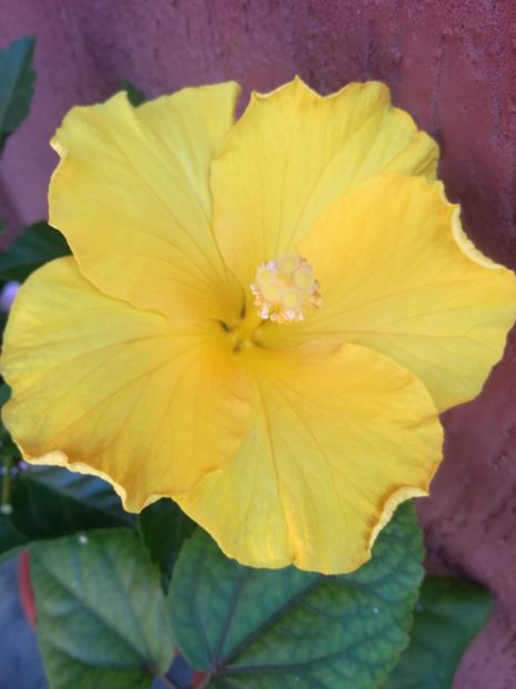  - Hibiscus