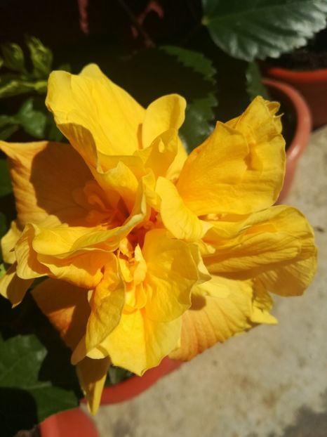  - Hibiscus