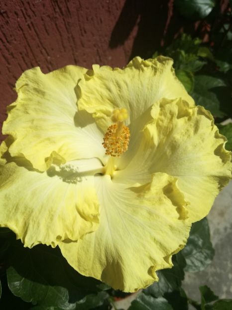  - Hibiscus