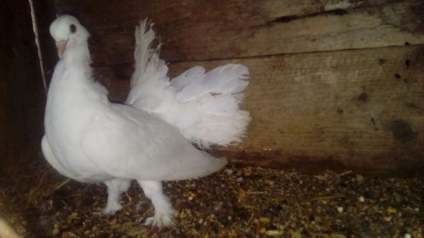 Femelă 2018 - Porumbei Voltați