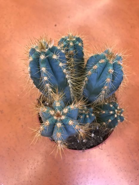 pilosocereus pachycladus - Vand cactacee