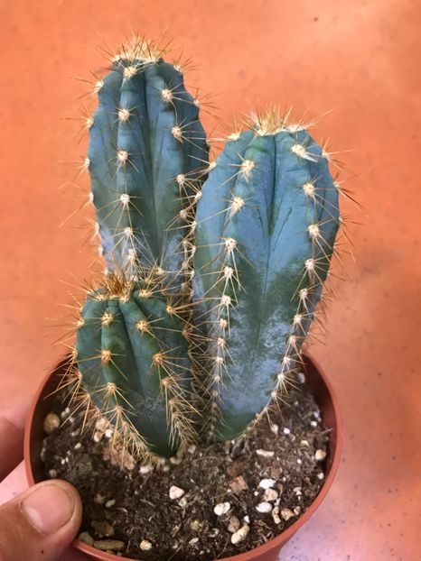 pilosocereus pachycladus - Vand cactacee