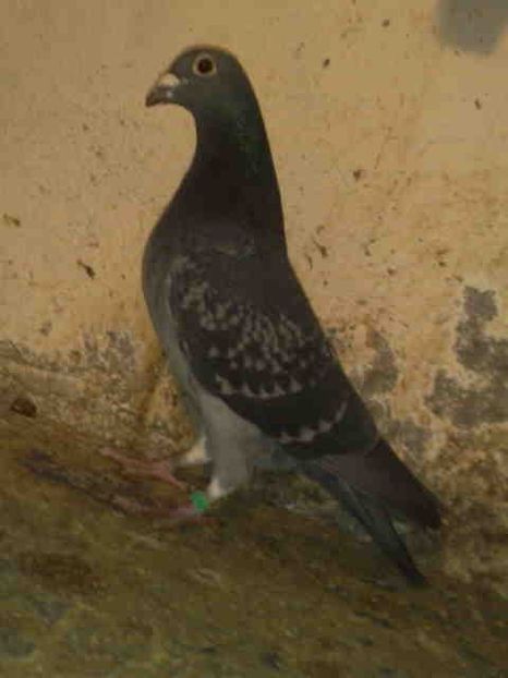 125-vandut - Vinzare 2021