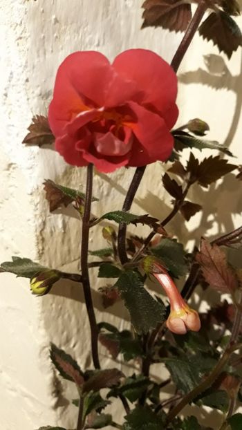 2018 - R21 - Hawaian Trend